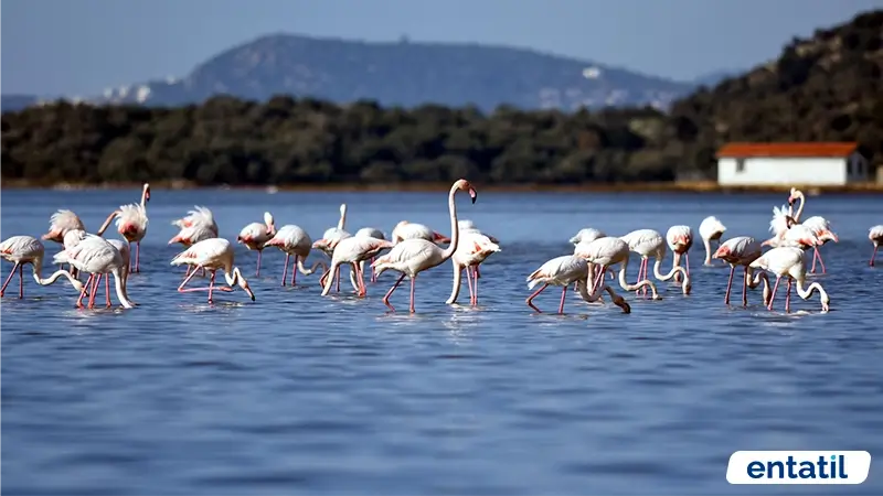 Bodrum Tuzla Kuş Cenneti