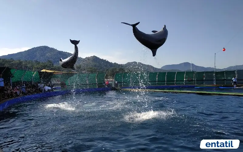 Marmaris Dolphinarium