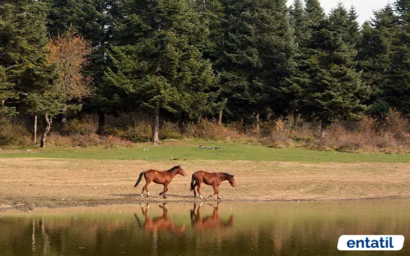 At Yaylası
