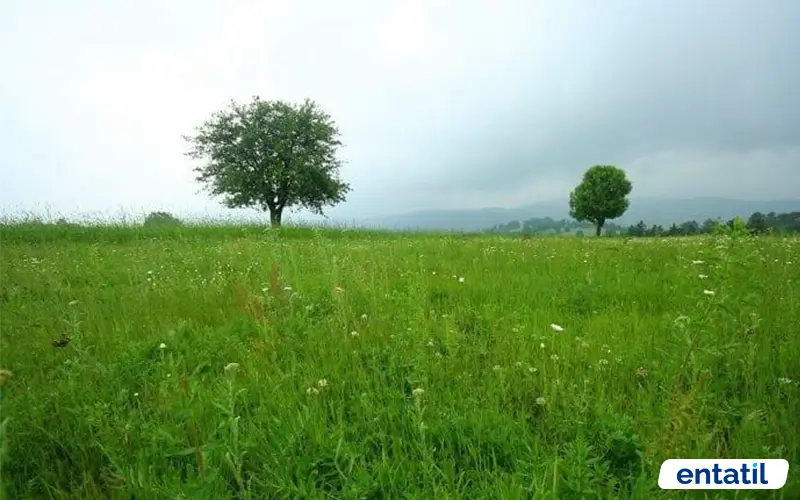 Uzunçam Yaylası