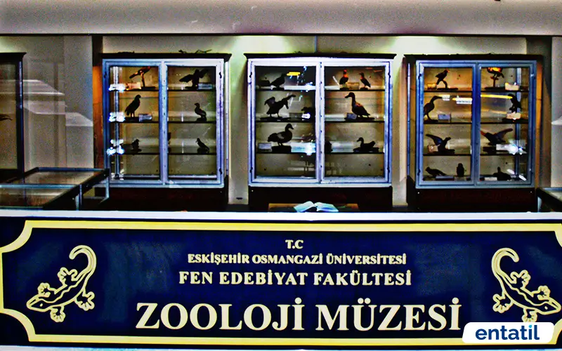 Esogü Zooloji Müzesi