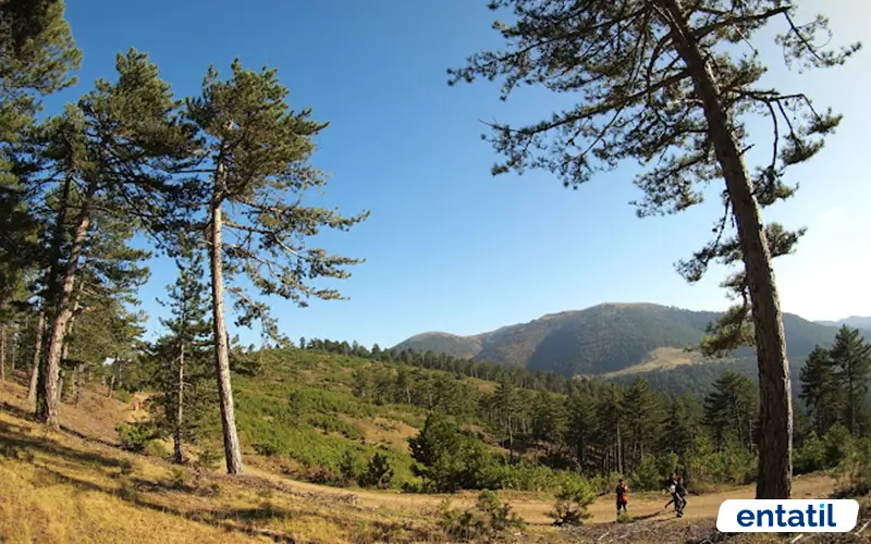 Karaca Yaylası