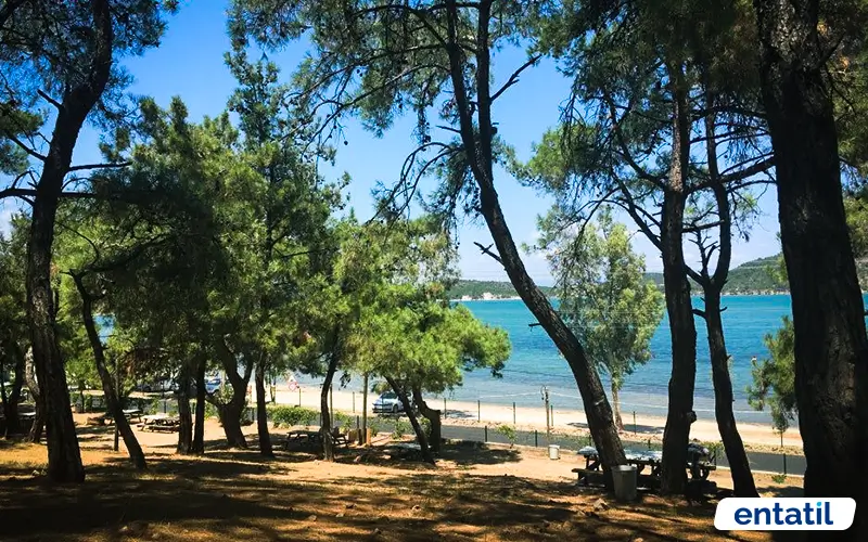 Murat Reis Çamlık Kamp Alanı
