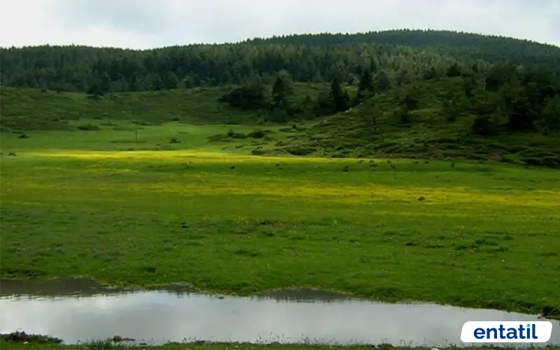 Yapraklı Büyük Yayla