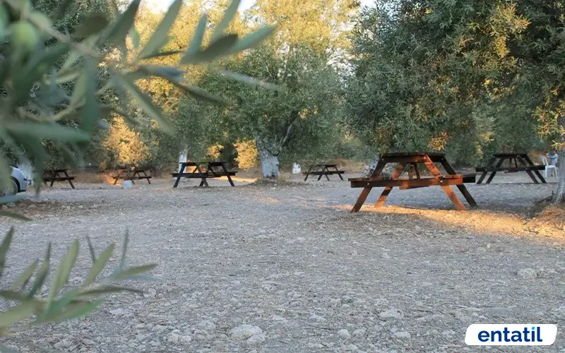 Zeytin Gölgesi