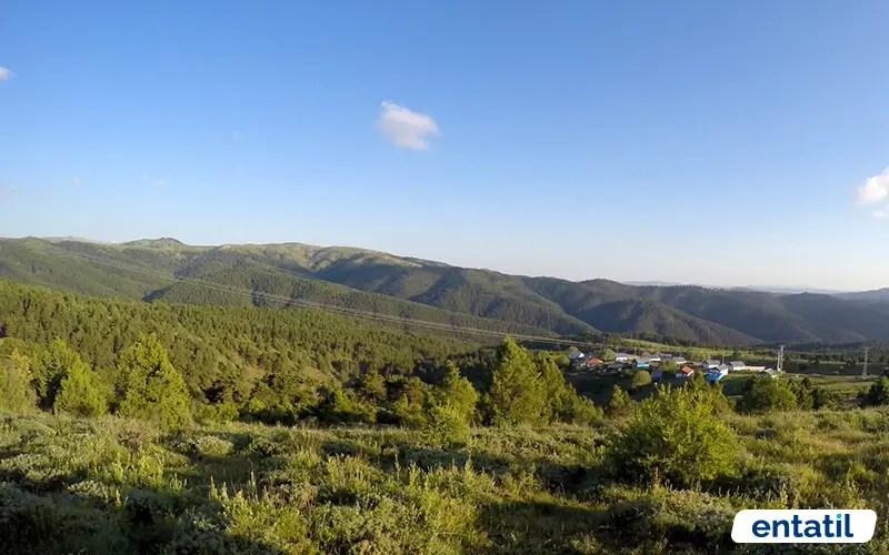 Akdağmadeni Ormanları