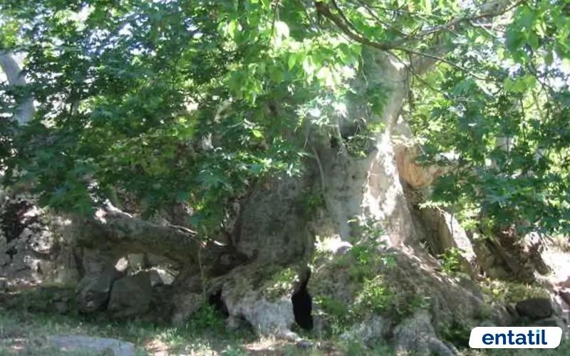 Anıt Çınar Ağacı