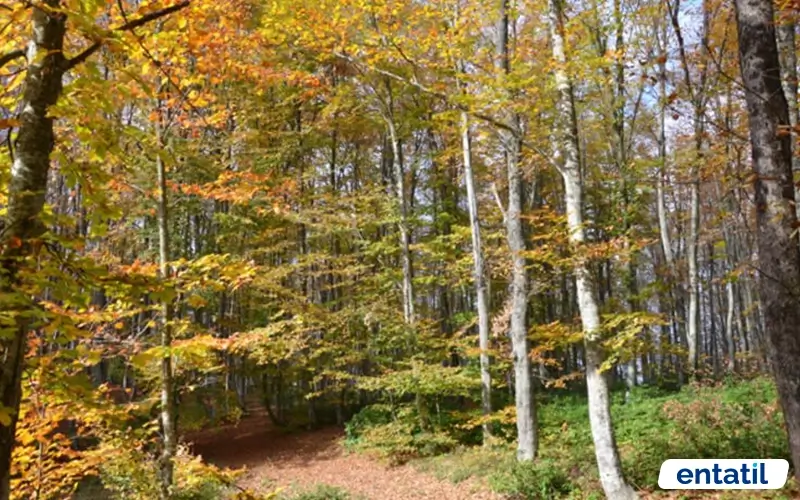 Göldağı Tabiat Parkı